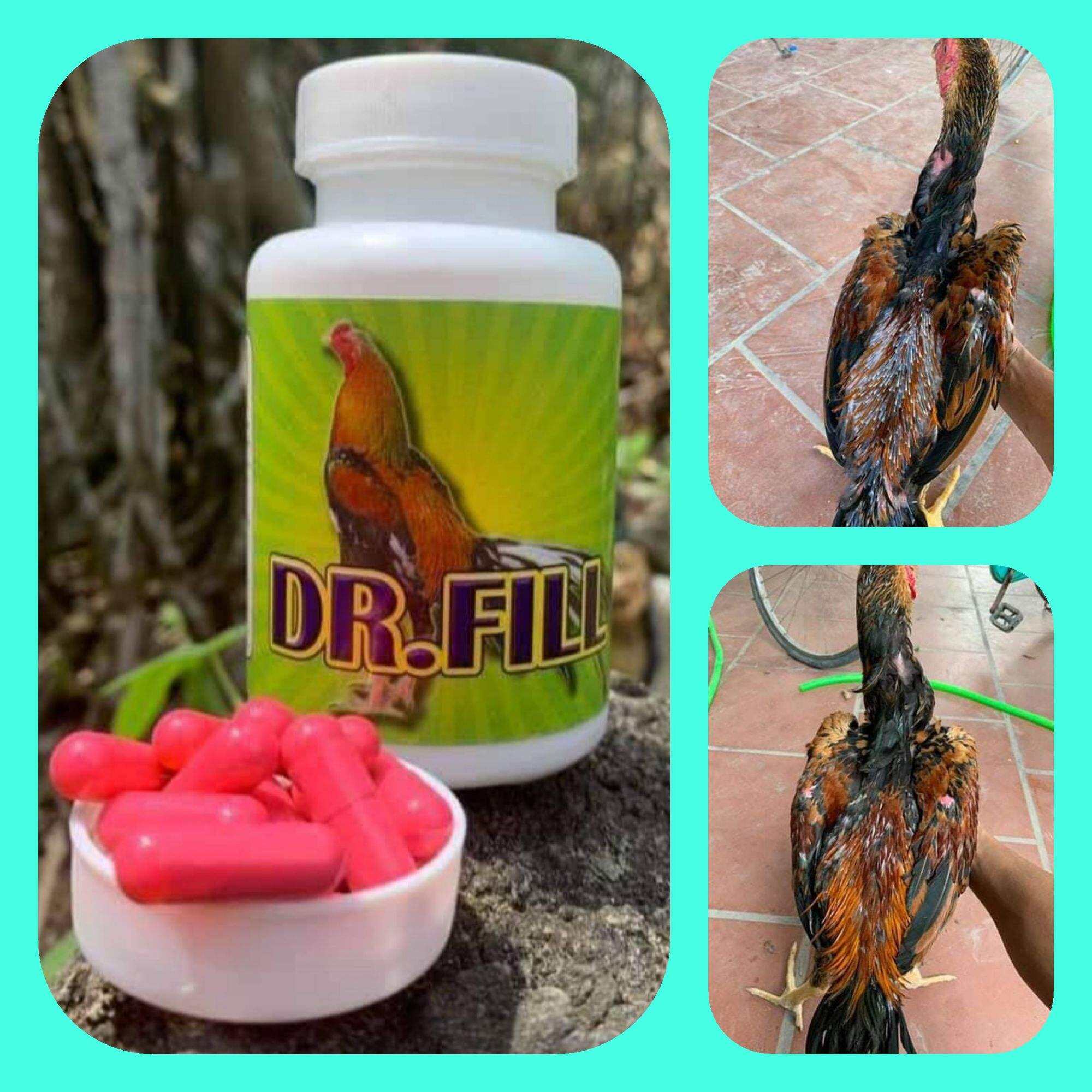 Kích nhanh mọc lông cho gà đá DR. FILL [ lọ 50 VIÊN ] -----kích thích quá trình thay lông diễn ra nhanh , lông mới cứng cáp , bóng khỏe.