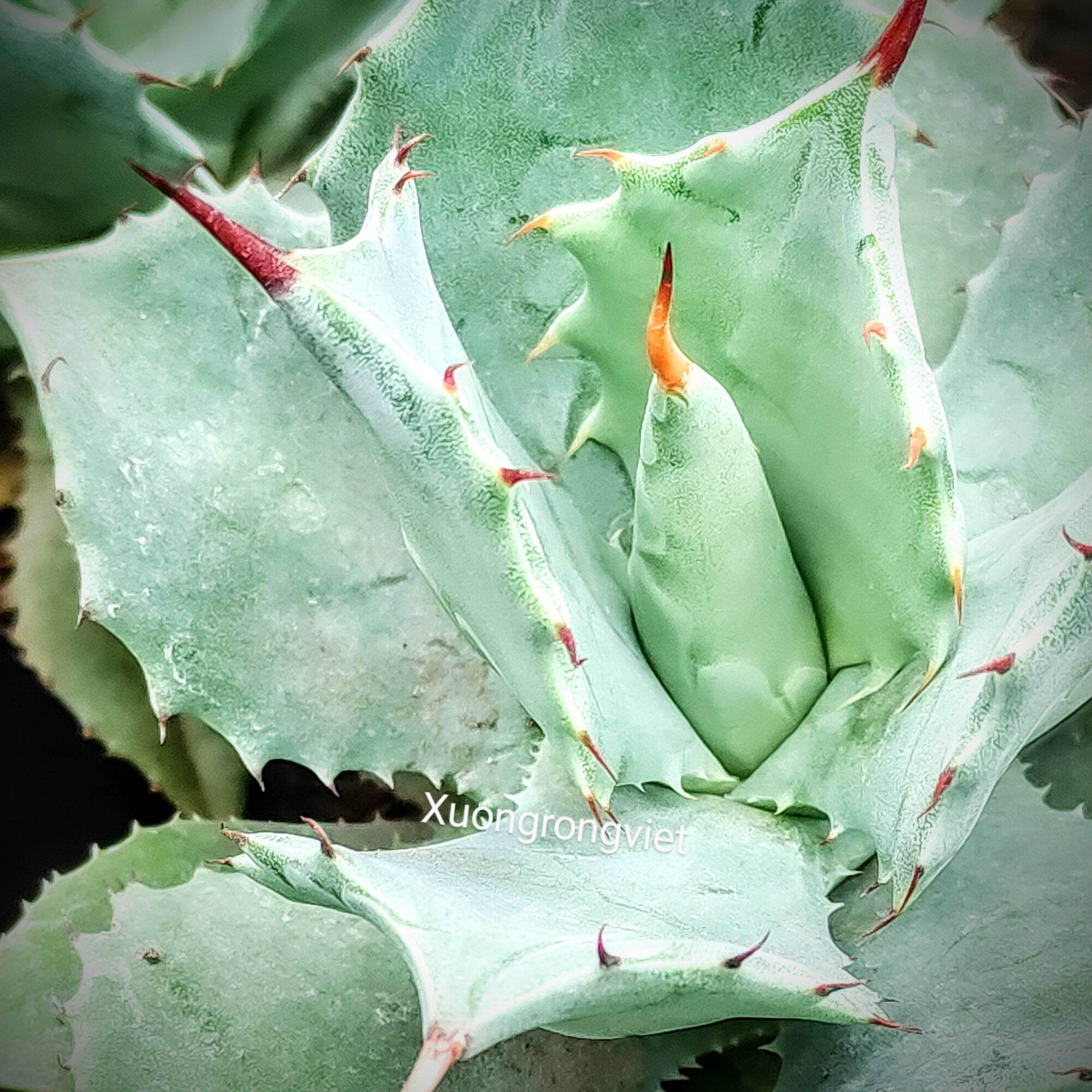 Dứa cảnh Agave Xanh Dương