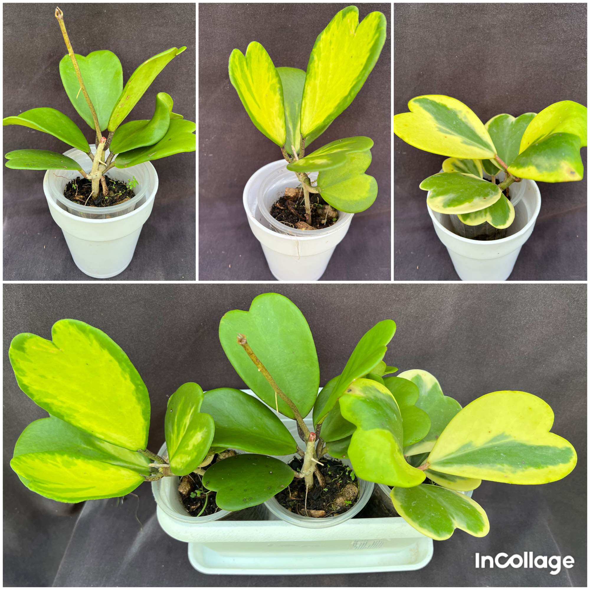 Set 3 loại hoa Cẩm cù lá hình tim Hoya kerrii để bàn làm việc luôn chậu trắng, lá hình tim, thích hợp trồng trong nhà