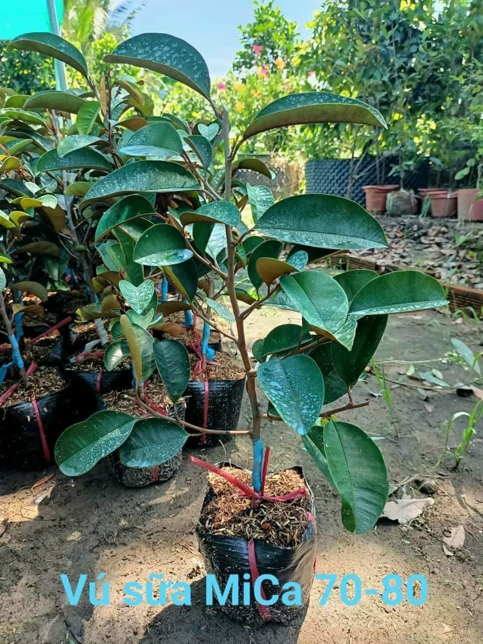 Cây ăn tráigiống Vú sữa Mica