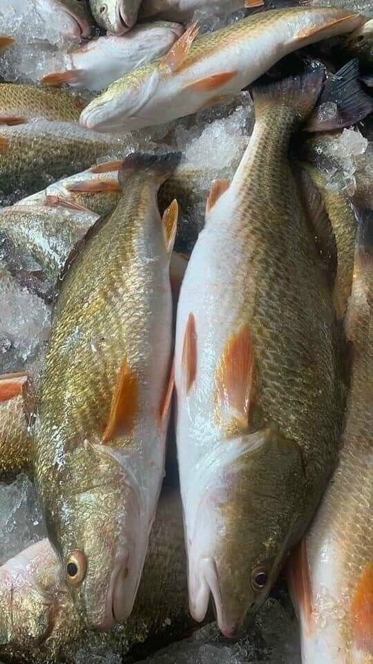 Cá đù 1 nắng tõi ớt