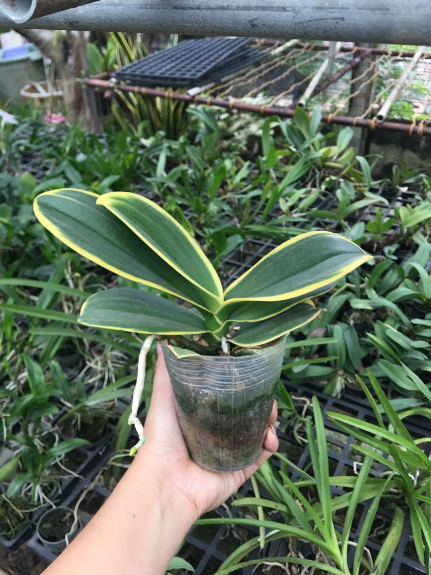 [HCM]Hồ Điệp Lá Biên Cây Trưởng Thành