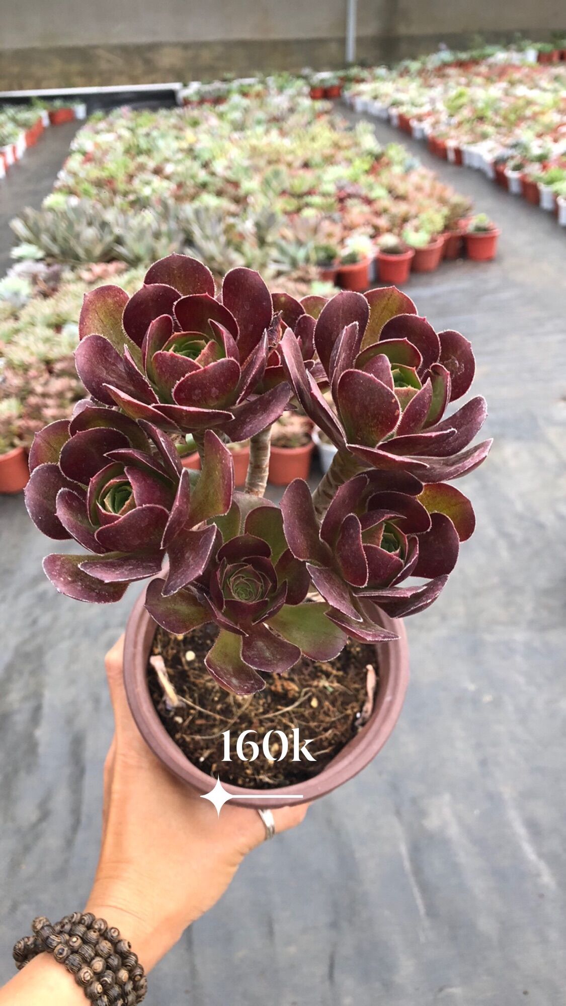 Sen đá Aeonium thụ