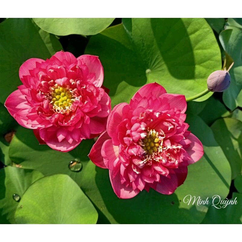 Củ sen Rosy sunshine