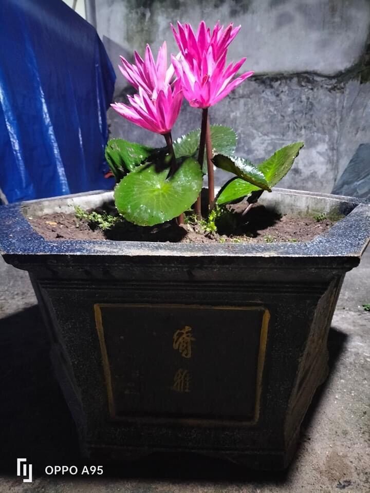 Củ hoa súng cạn chuẩn Tết