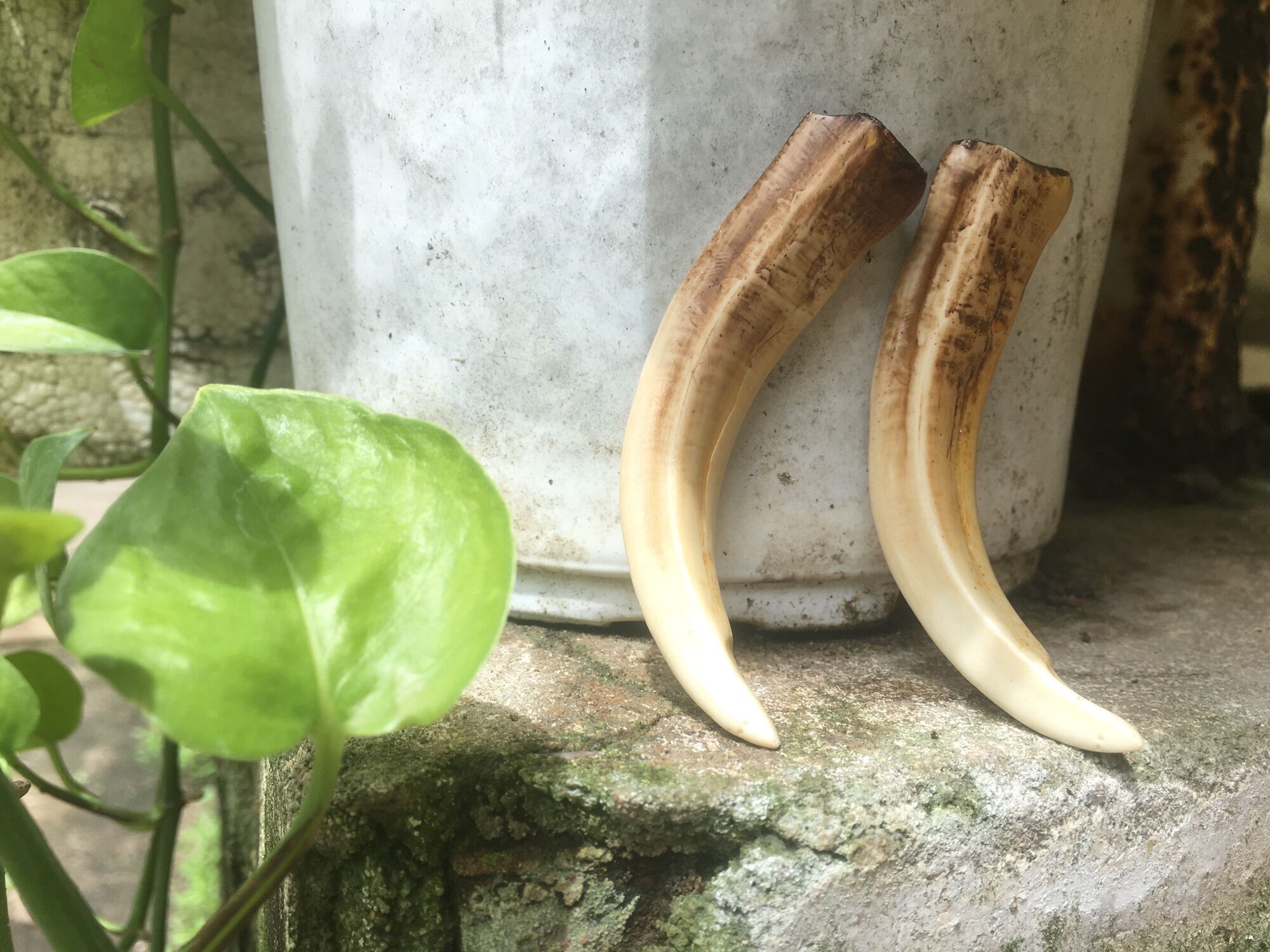 Nanh heo rừng mỹ nghệ.
