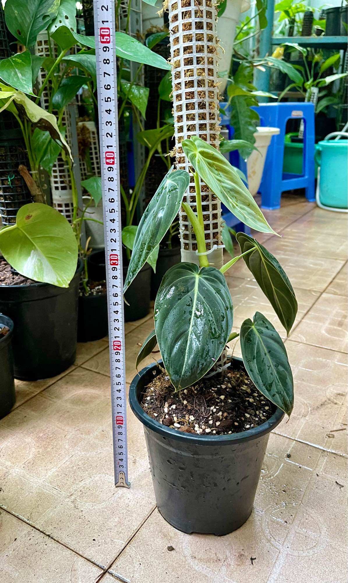 Cây trầu bà philodendron melano chậu cứng