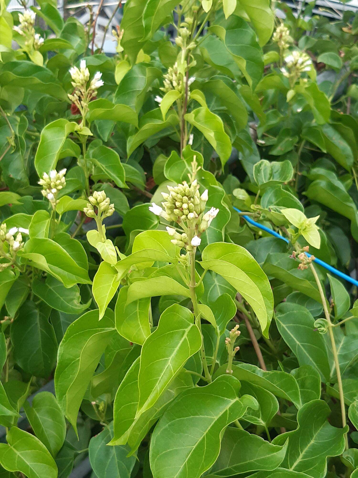 5 CÂY GIỐNG LÁ GIANG (tặng kèm phân bón)