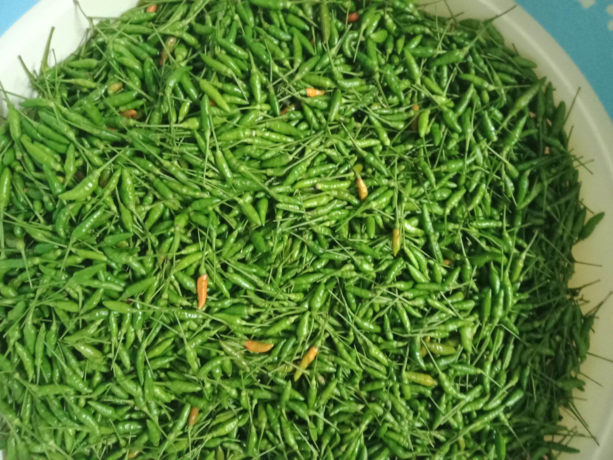 ớt thóc xanh 150k/kg
