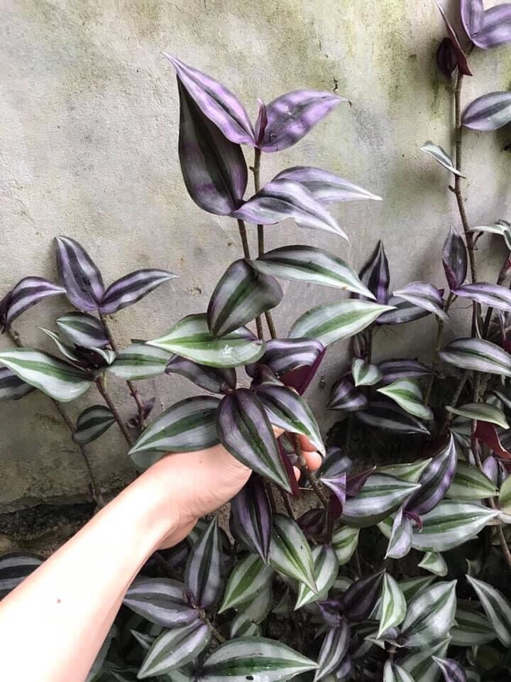 Hoa lan kim tuyến quý hiếm