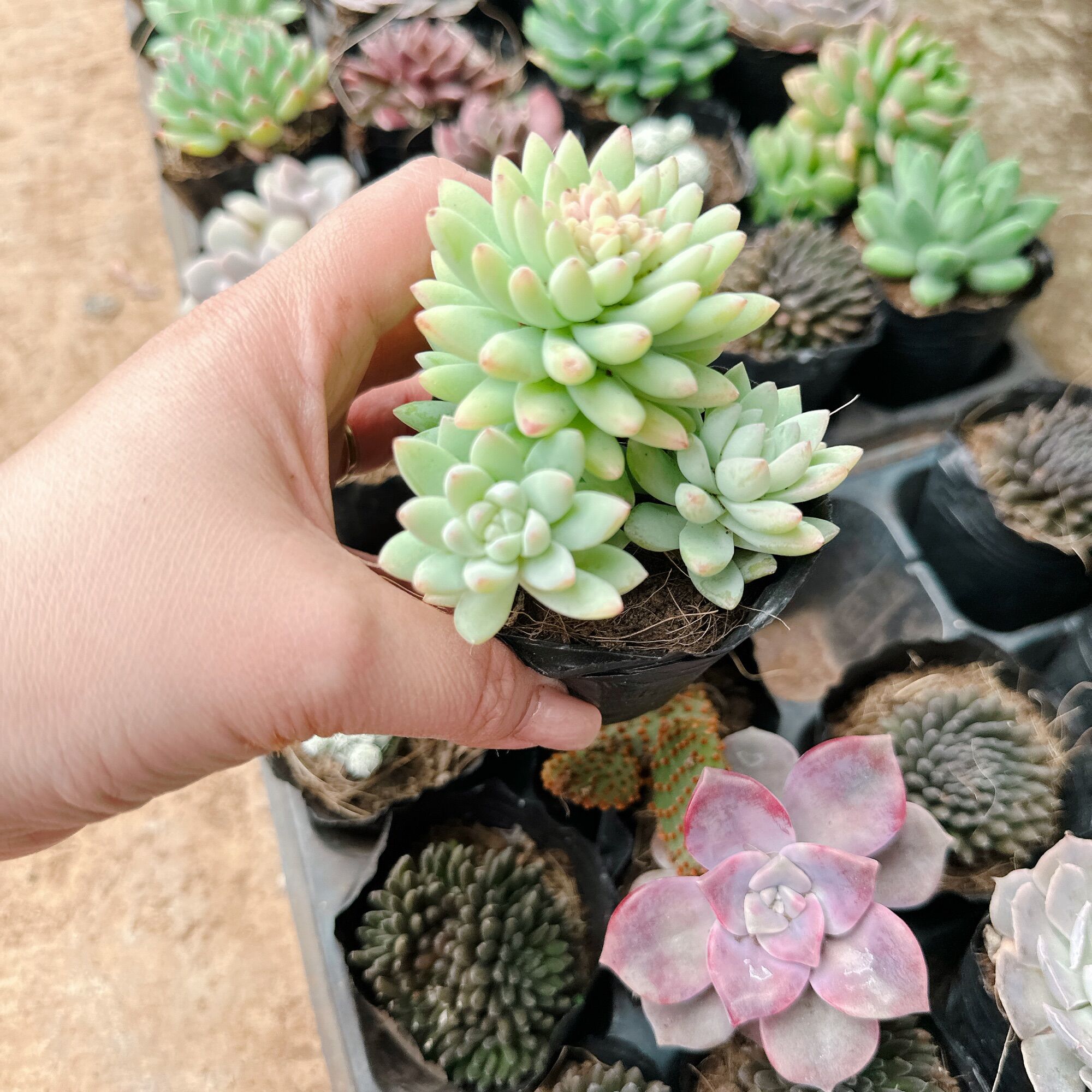 Sen đá chuỗi ngọc lam size bầu 3-5cm