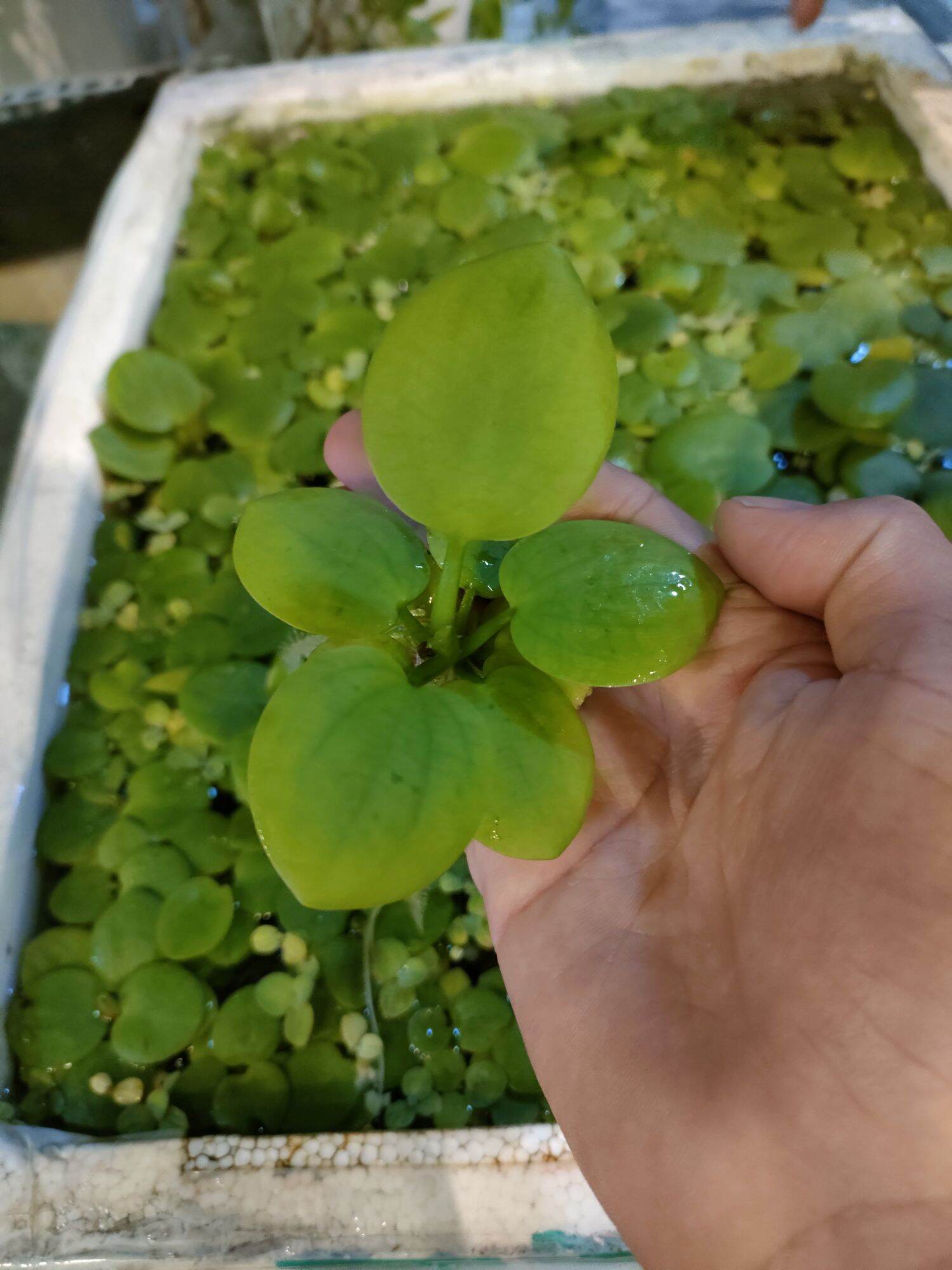 Bèo Nhật thủy sinh size to 5-10cm,