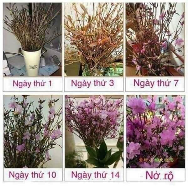 HOA ĐỖ QUYÊN NGỦ ĐÔNG 100K/10 CÀNH
