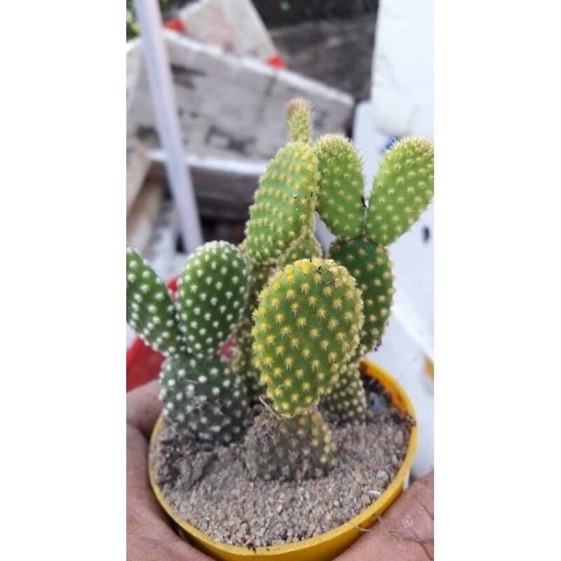 [HCM]Xương Rồng Tai Thỏ Mini 10K/Cây (Không Kèm Chậu)