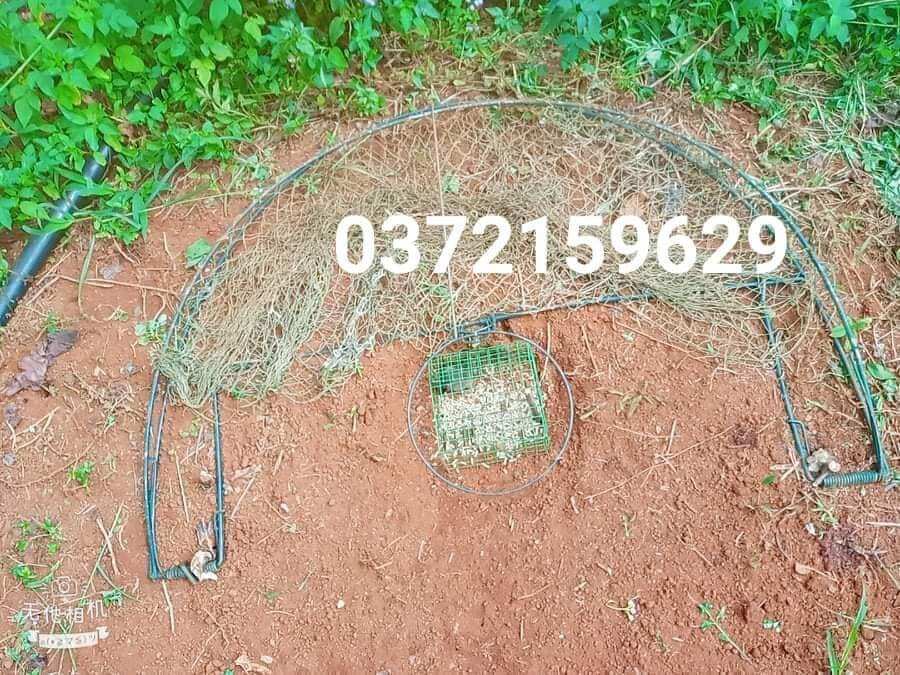 Mẹt bẫy chim săn,bịp,quốc