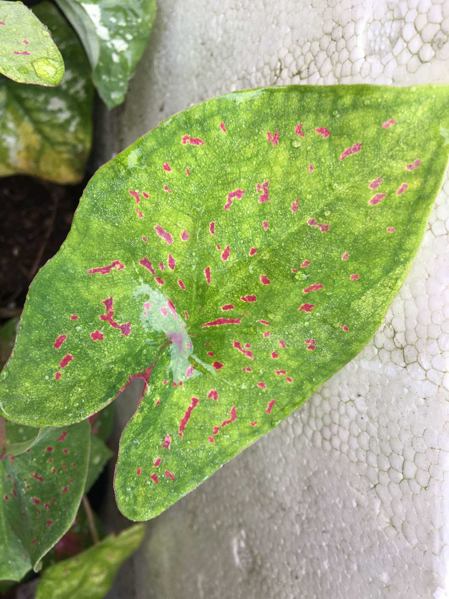Cây giống caladium môn kiểng ngoại