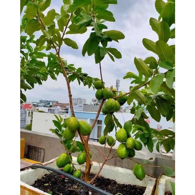 cây ổi lê  cây đẹp, gốc to, cao 1m. đang có bông trái