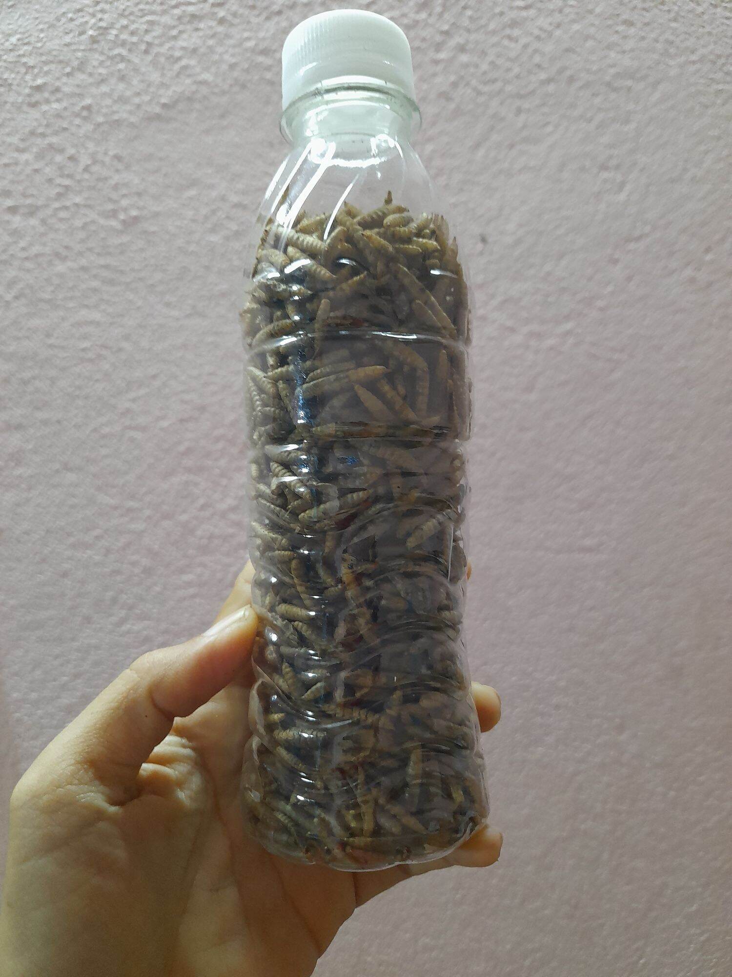 Sâu đại sạch sấy phông cho nhím,cá, chim và hamster
