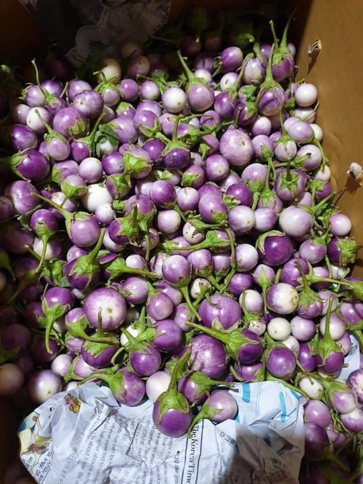 Hạt giống cà pháo tím