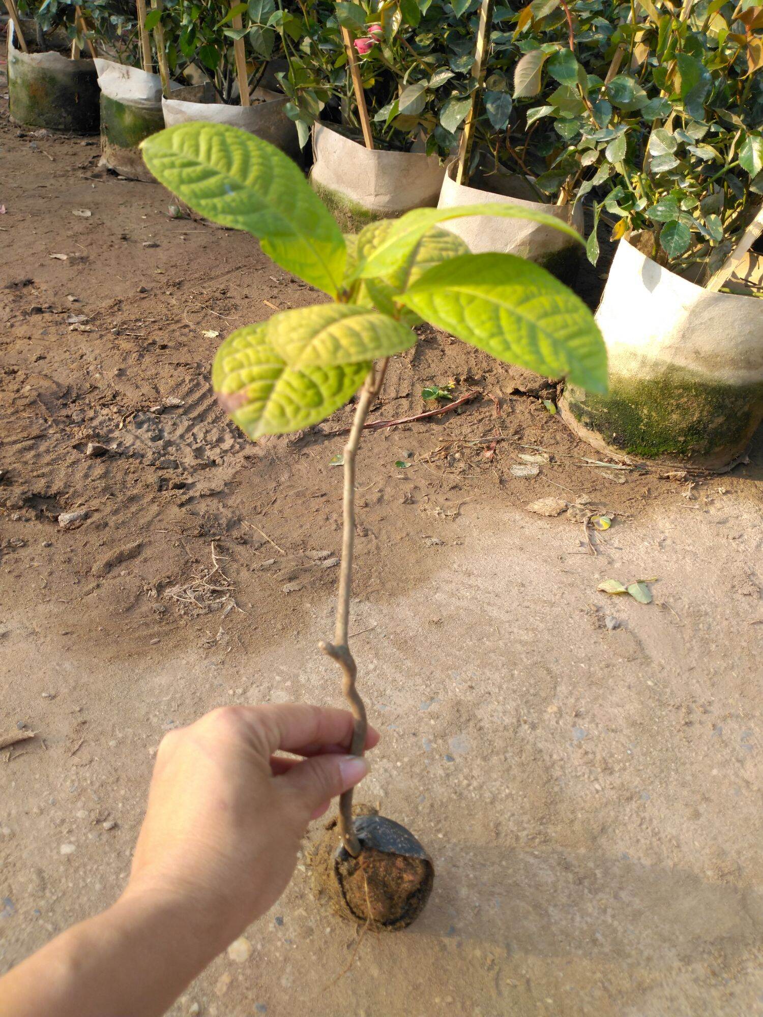 Cây giống chè hoa vàng