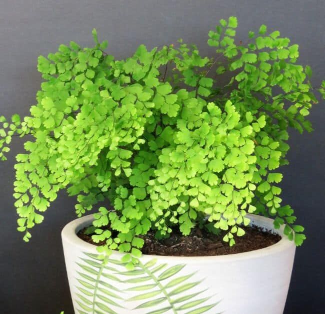 Chậu Dương xỉ Tóc Thần(Tóc thần vệ nữ) sz trung