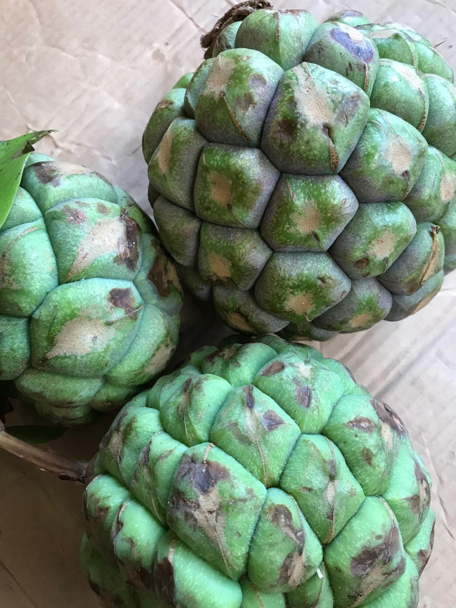 Quả na rừng Tây Bắc