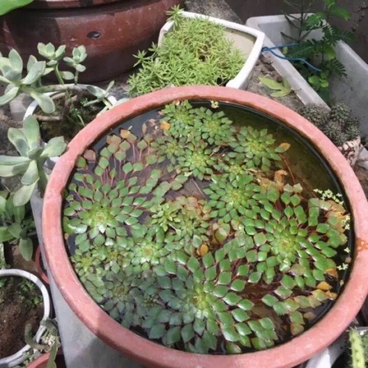 cây Ấu thái thuỷ sinh - 1 nhánh ấu thái thuỷ sinh - authai