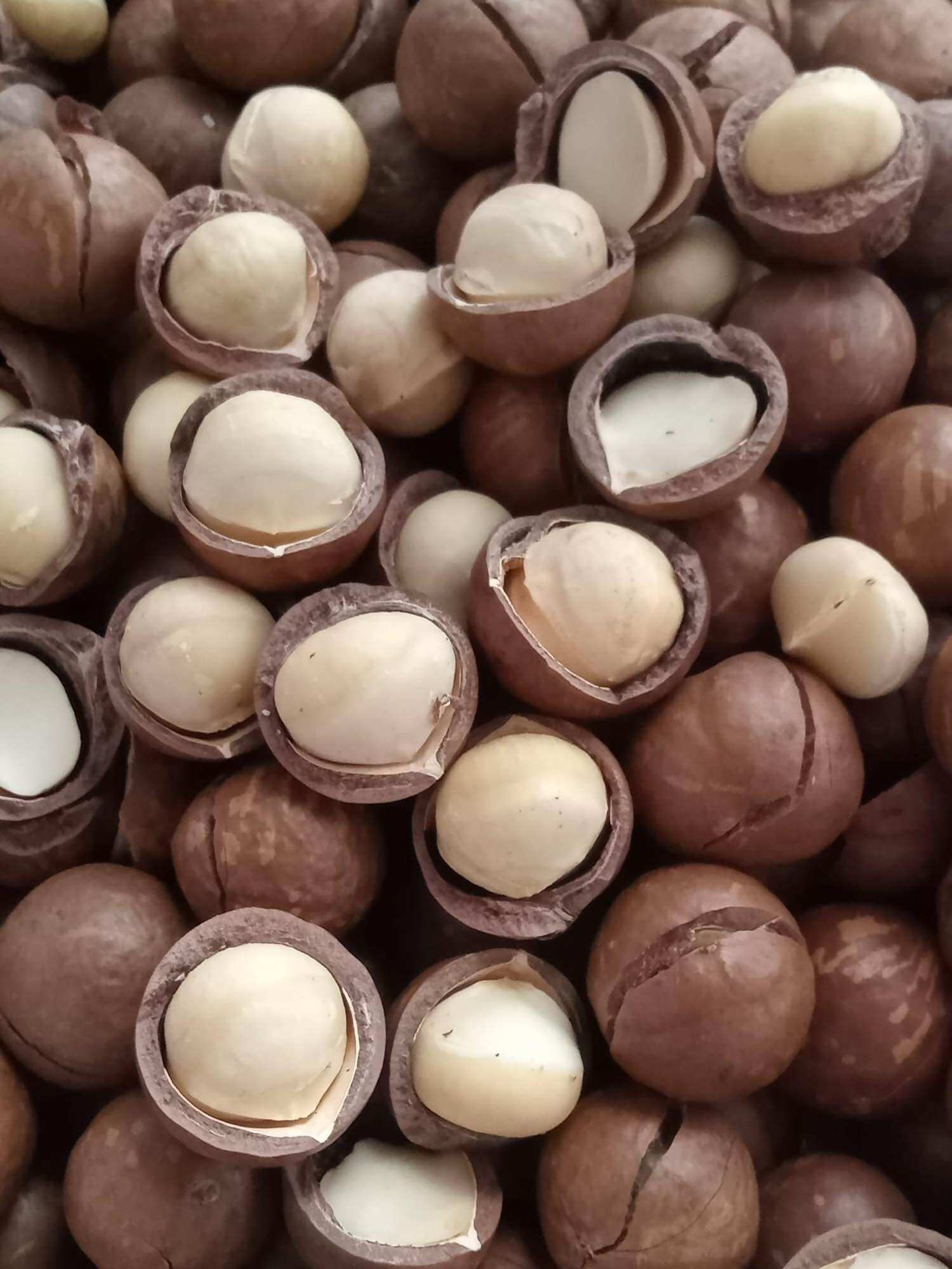 500G Quả Macca Daklak thơm ngon