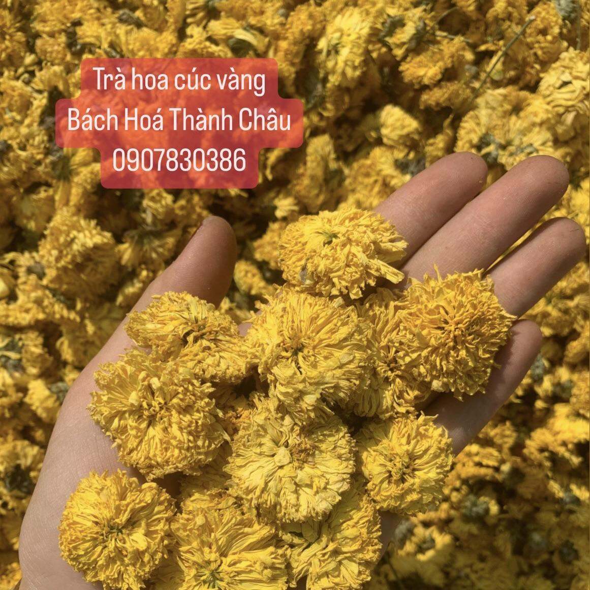 Trà Hoa Cúc Vàng Sấy Khô Nguyên Bông Siêu Đẹp