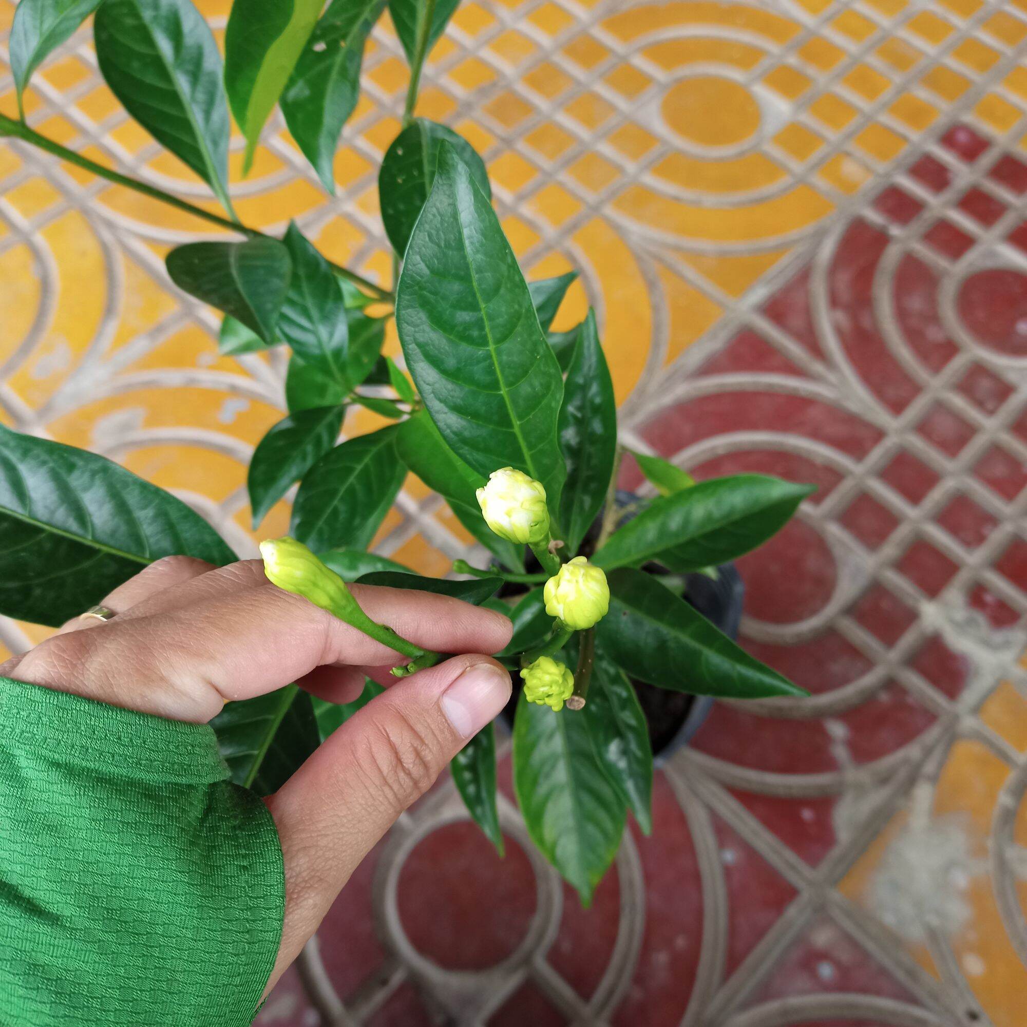 Cây dành dành cánh kép, hương thơm ngọt ngào