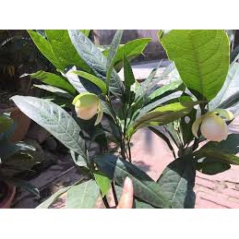 Cây hoa dạ hợp hương đang nụ hoa