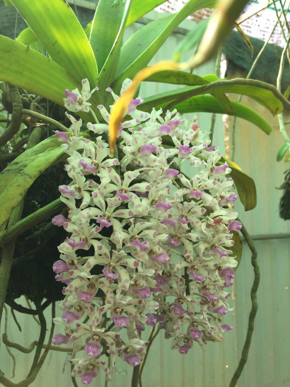 Trâu rừng chuẩn buôn đôn