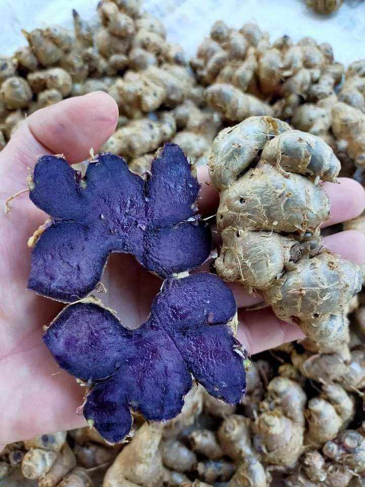 5kg GỪNG ĐEN( NGẢI ĐEN,NGẢI TÍM) CỦ TO GIÀ CHẮC LÕI, BAO TƯƠI MỚI. giá sỉ