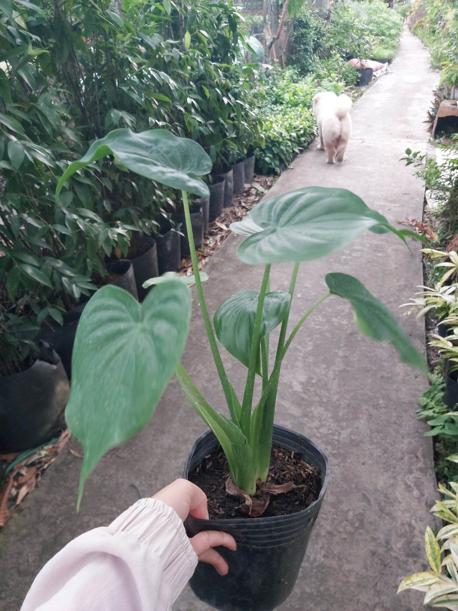Cây Môn Tai Phật