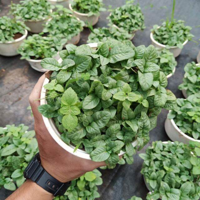Cây quế vị chậu 15cm