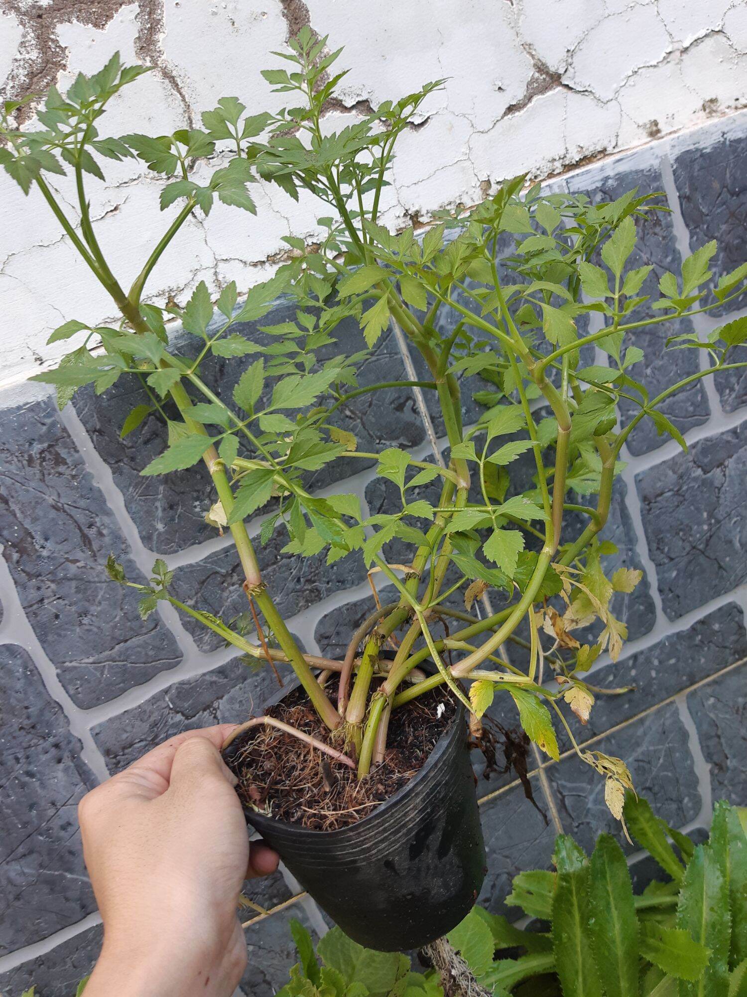 Cây rau cần nước ( ảnh thật tại vườn)