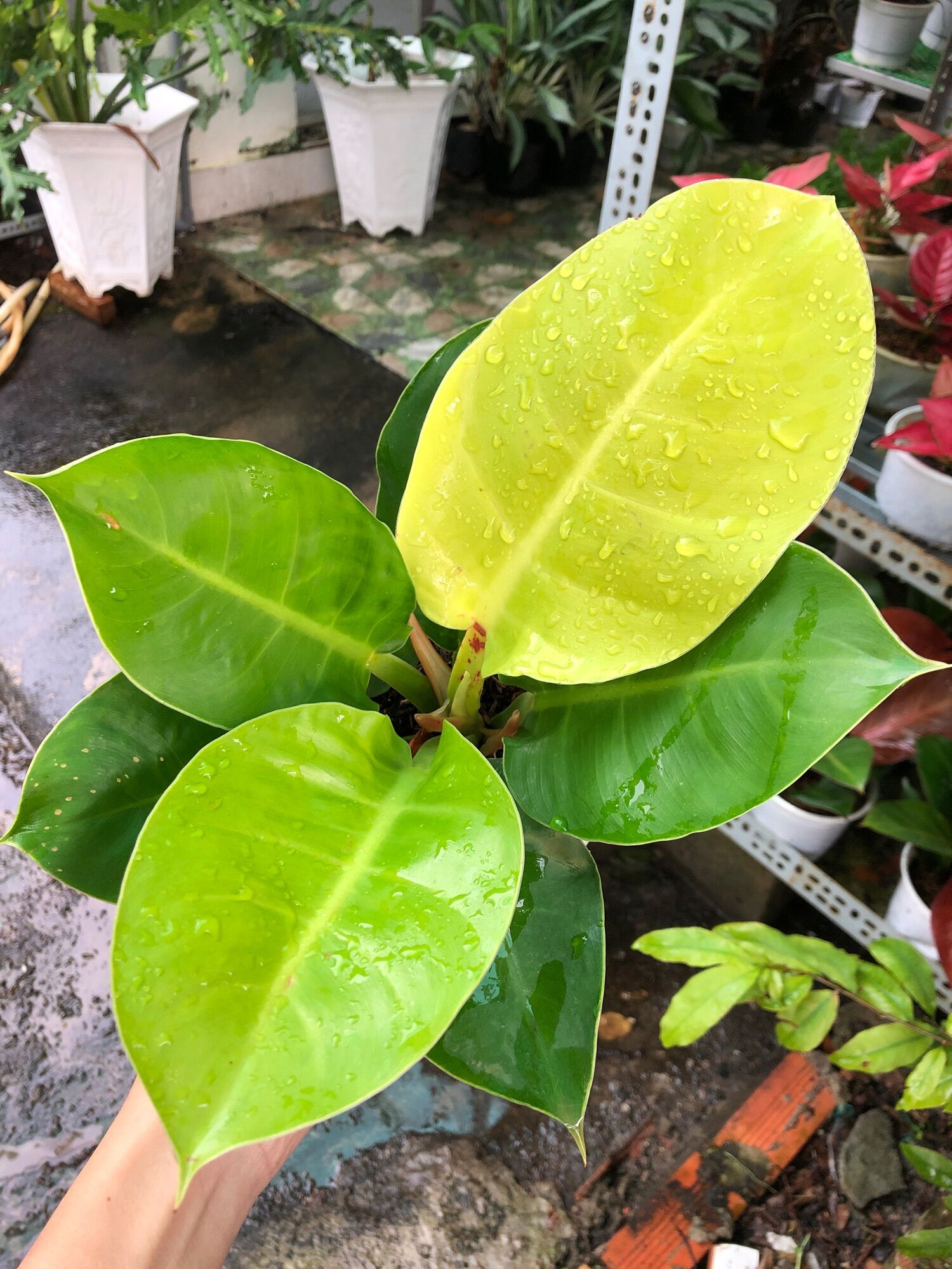 Trầu bà đế vương vàng