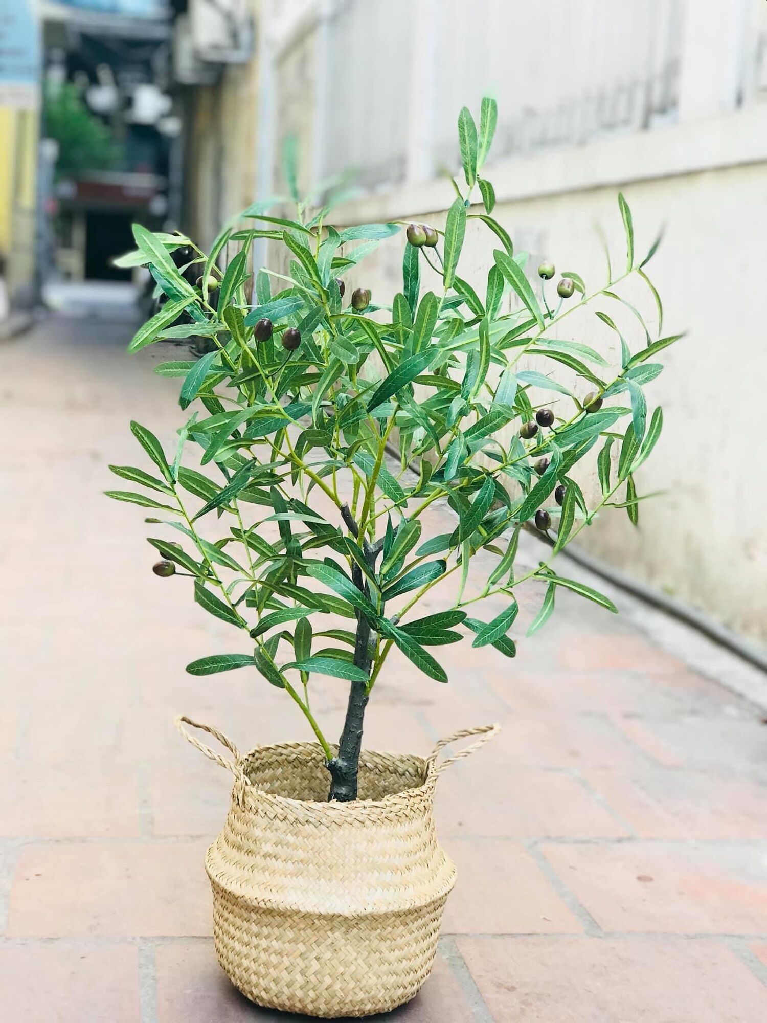 Cây giả cao cấp - cây oliu giả (size 85cm và 130cm) hằng decor