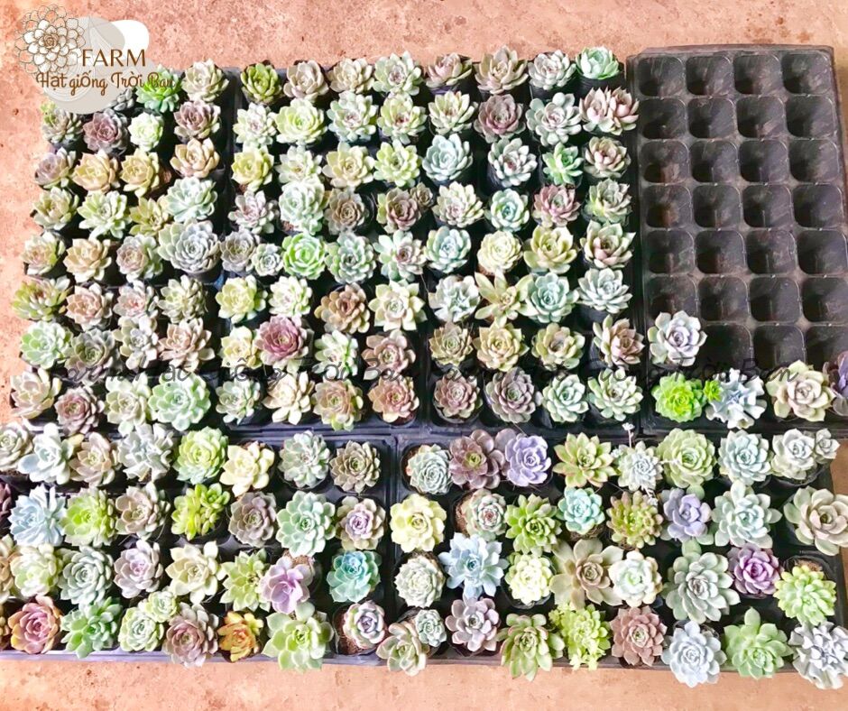 25 dòng Sen đá Giống mới
