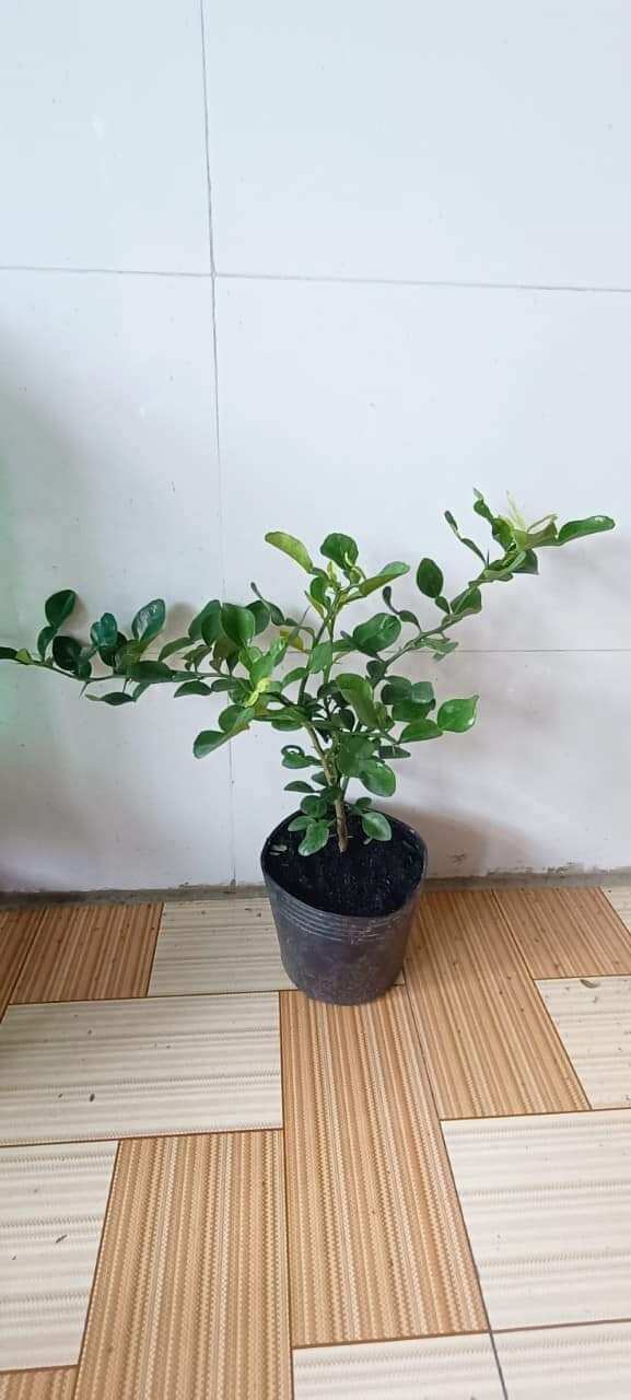 Cây giống chanh thái( chanh chúc lỡ) .