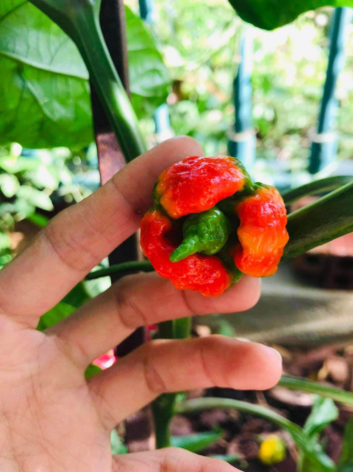 Combo 3 hạt ớt Dragon’s Breath