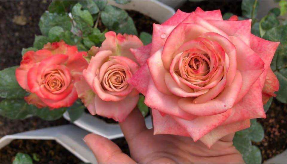 Hoa hồng Capuchino Rose - hồng bụi, hoa thơm