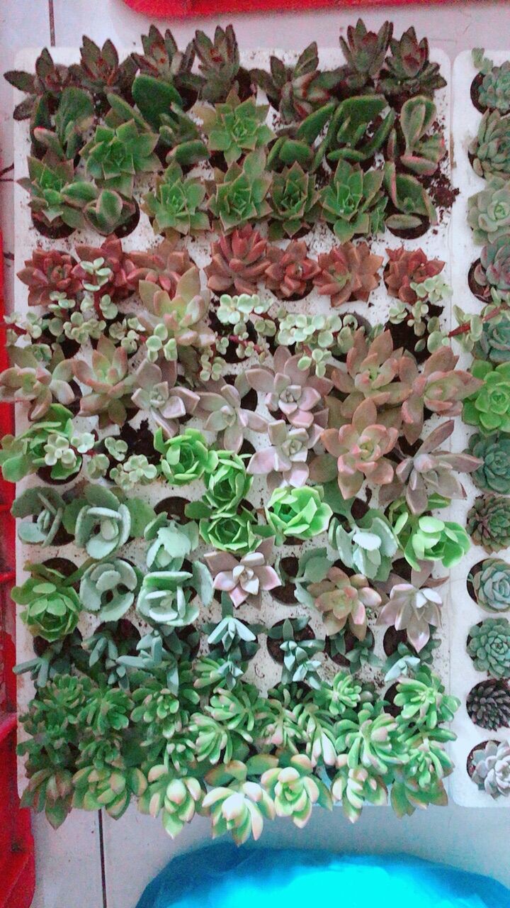 84 Cây Sen Đá Nhỏ
