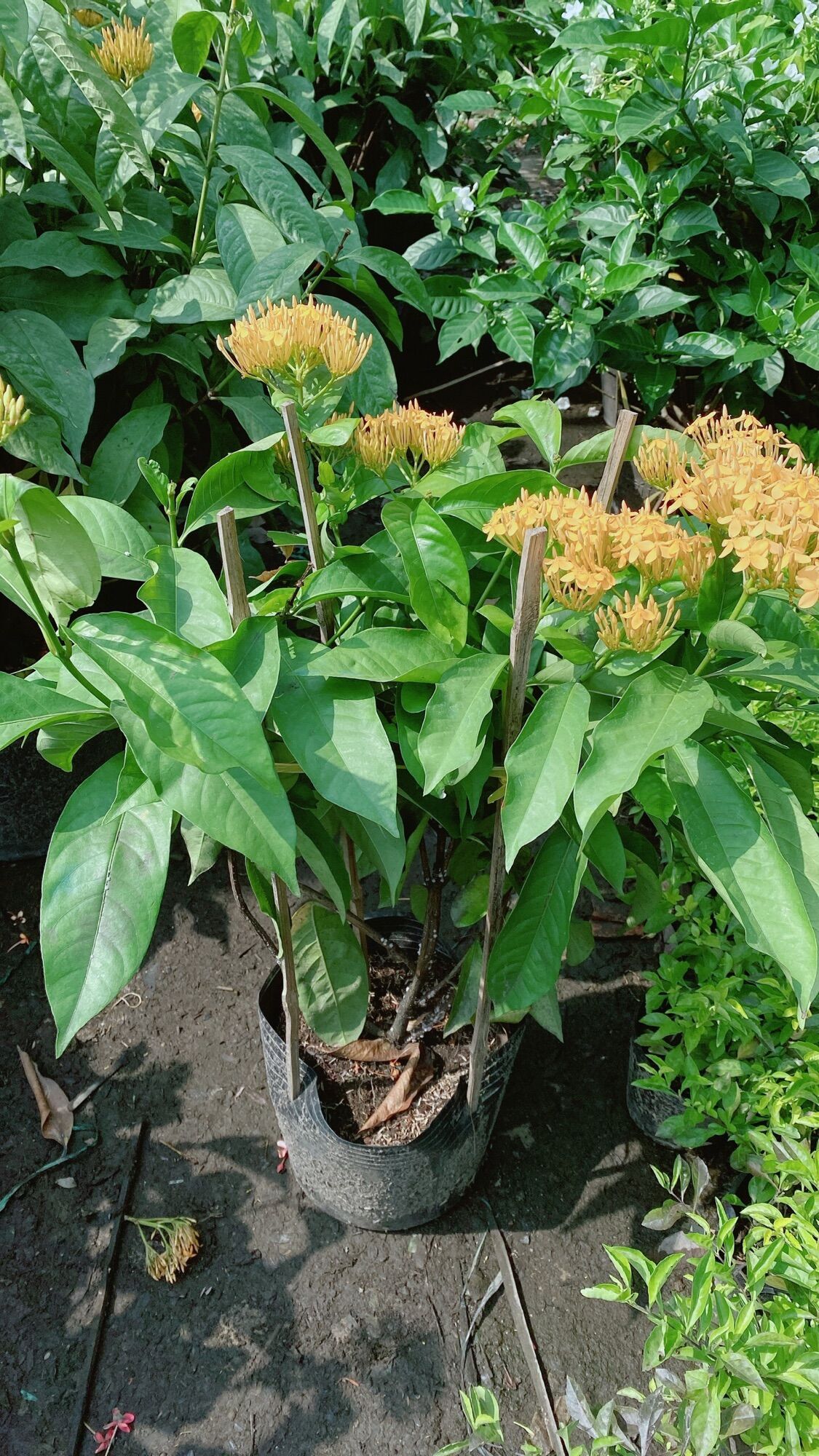 Cây Hoa Trang Mỹ Màu Vàng