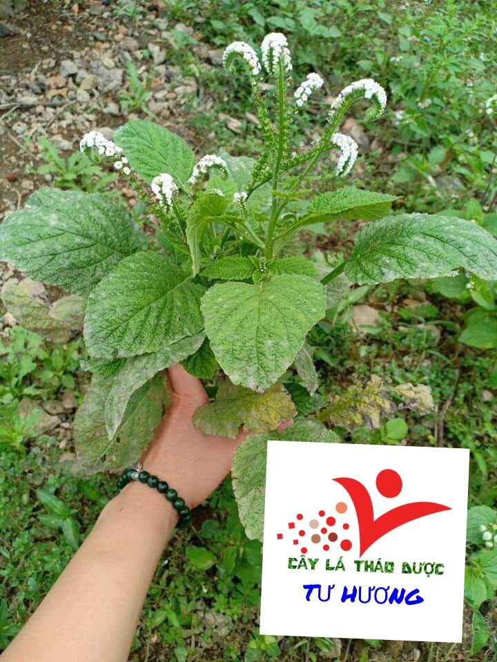 Cây vòi voi tươi (1-2 kg) nấm,ngứa,đau,viêm da cơ đia