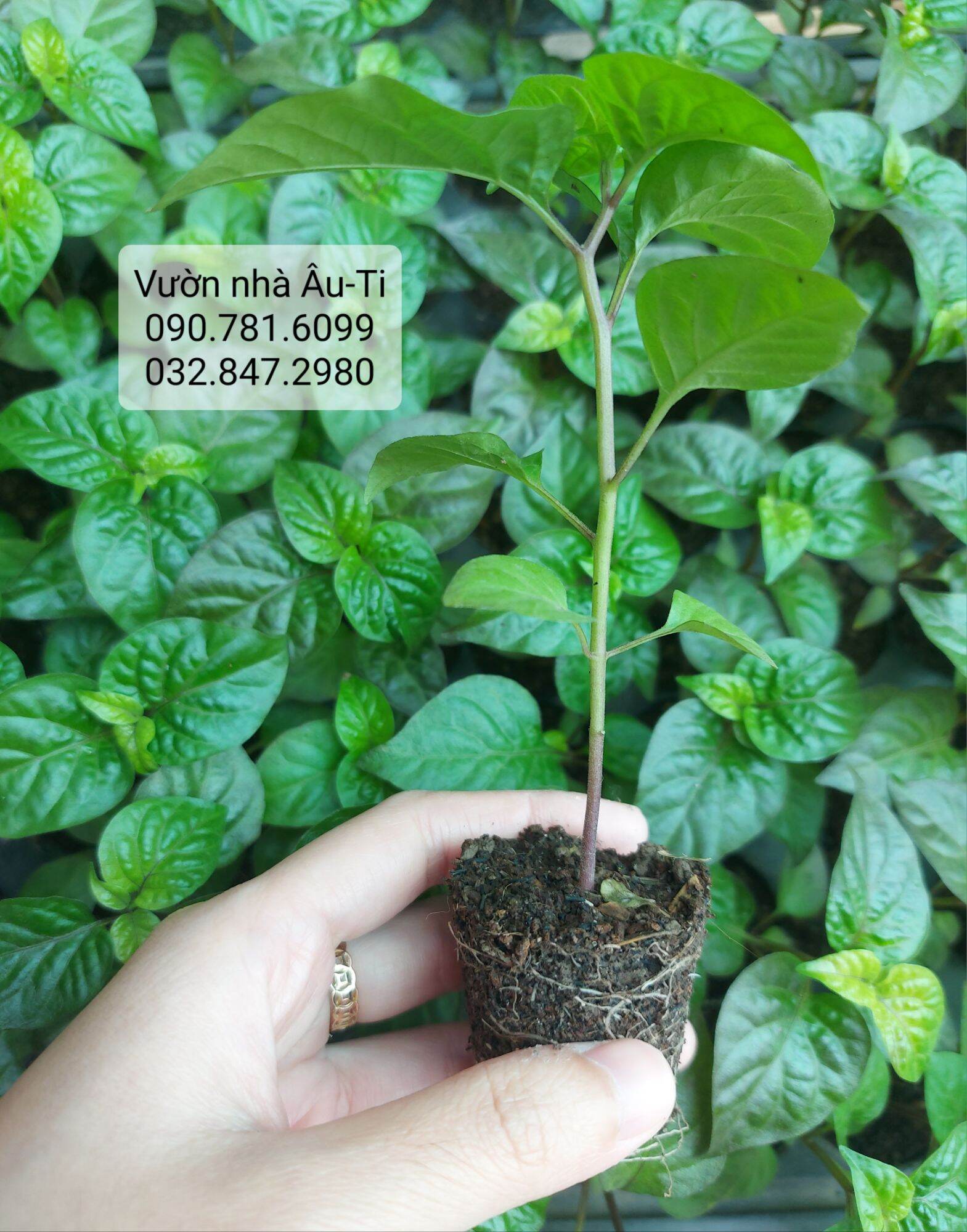 Cây ớt Pockmark Peach như hình