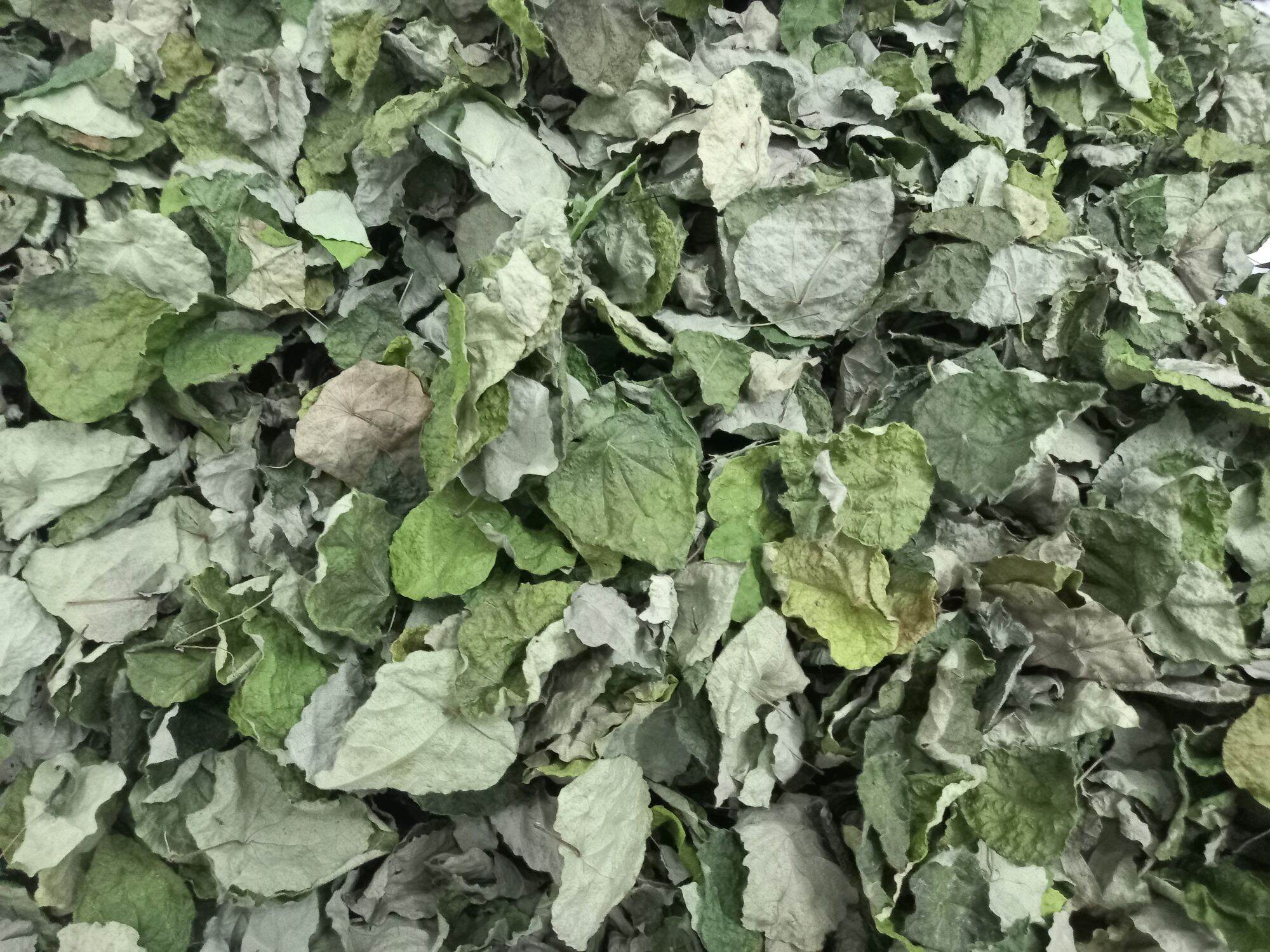 lá sâm lông khô làm Thạch sương sâm( 1Kg )