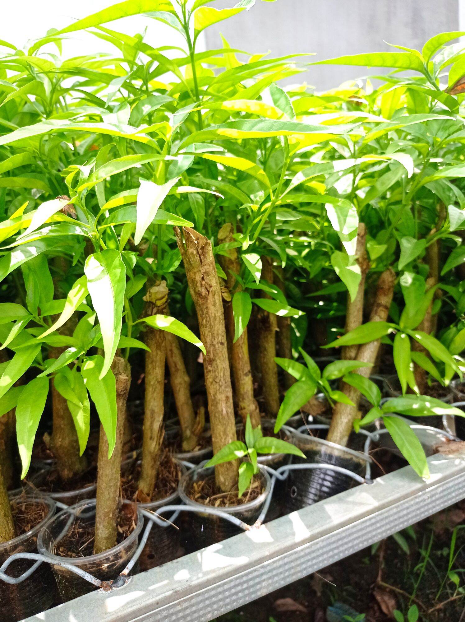 Hoàn Ngọc Trắng (Cây giống như hình ảnh)