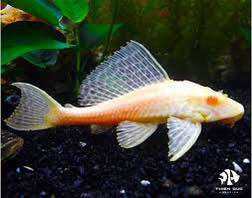 Lau kính albino lau dọn hồ cá