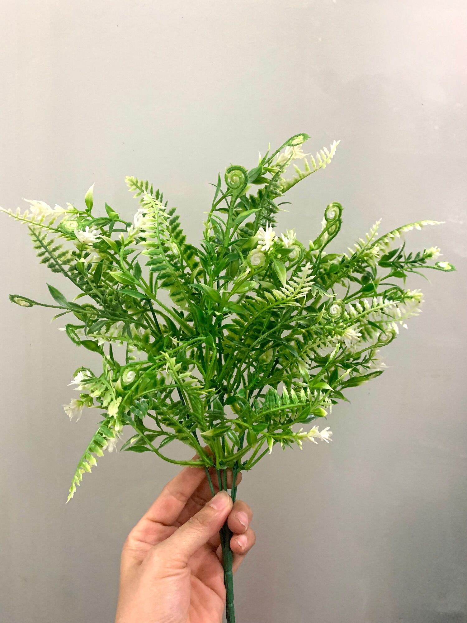 Cỏ dấu hỏi 5 nhánh